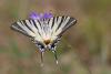 Iphiclides podalirius